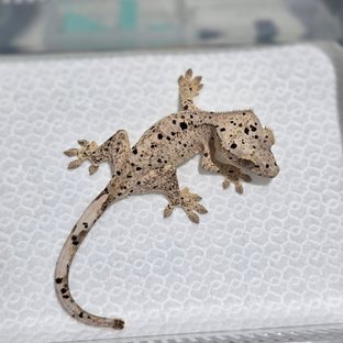 Dalmatian Super Dalmatian