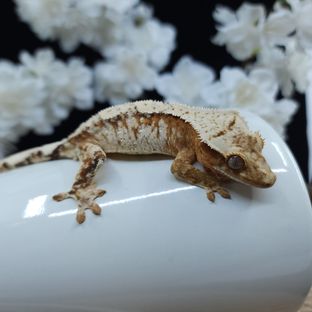 노을