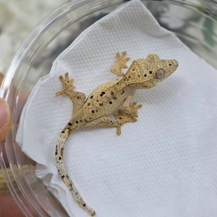 Dalmatian Super Dalmatian