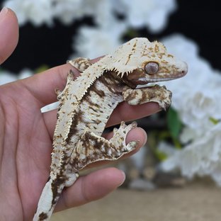 Cream Drippy White Spot