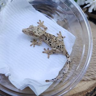 달마시안 슈퍼달마시안