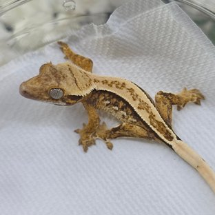 Normal Tri Quad Full Pinstripe Pinstripe