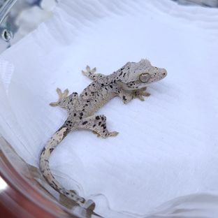 달마시안 슈퍼달마시안