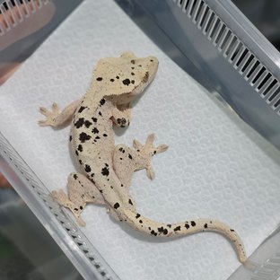 달마시안 슈퍼달마시안