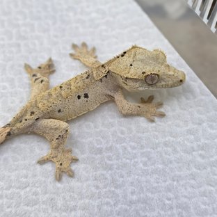 달마시안 슈퍼달마시안