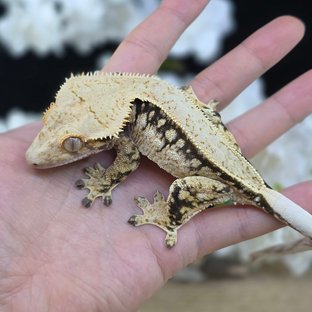 Normal Tri Quad Drippy White Spot Pinstripe