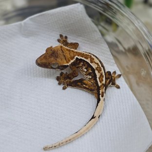 Normal Tri Extreme Harlequin White Spot White Crown Pinstripe