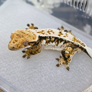 노멀 쿼드 드리피 화이트스팟 핀스트라이프