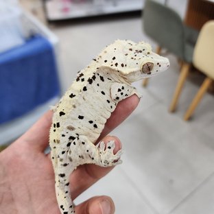 파드