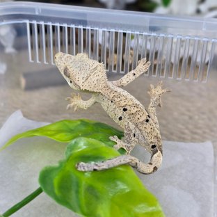달마시안
