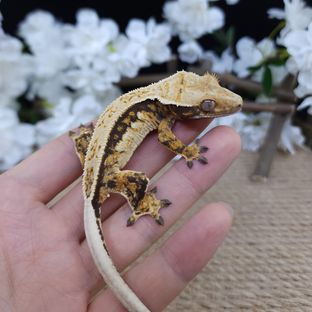 Normal Tri Quad Pinstripe Tangerine