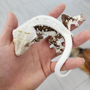 백수