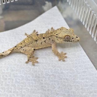 슈퍼달마시안 달마시안