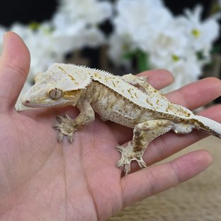 Cream Strawberry Red Drippy White Spot Pinstripe