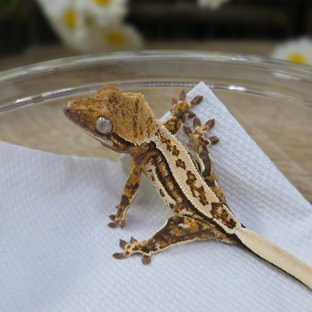 Tri Quad Pinstripe