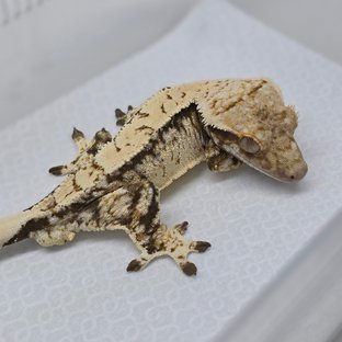 Tri Extreme Harlequin Drippy White Spot