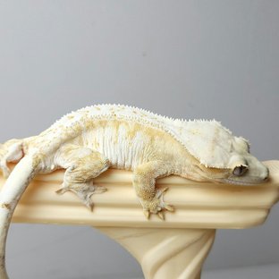 카윈