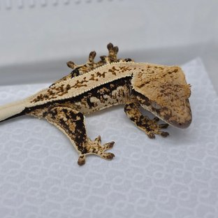 보바 핀코 베베