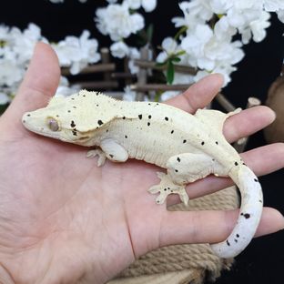 피츄