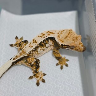 노멀 쿼드 드리피 화이트스팟 핀스트라이프