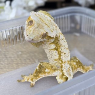 노멀 크림 크림시클 옐로우 드리피 화이트스팟