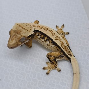 Tri Pinstripe Extreme Harlequin White Spot Quad