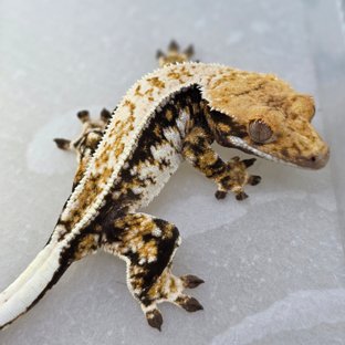 노멀 쿼드 핀스트라이프 드리피 화이트스팟 트라이