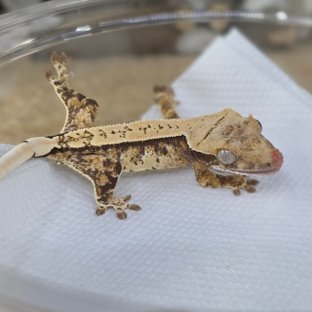 Normal Tri Drippy White Spot Pinstripe