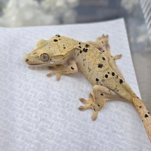 달마시안 슈퍼달마시안