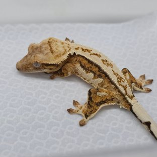 보바 핀코 베베