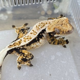 노멀 쿼드 드리피 화이트스팟 핀스트라이프