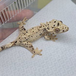 Dalmatian Super Dalmatian