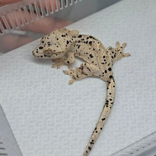 Dalmatian Super Dalmatian