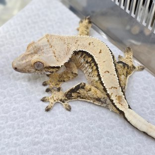 노멀 트라이 쿼드 드리피 화이트스팟