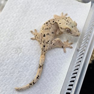 달마시안 슈퍼달마시안