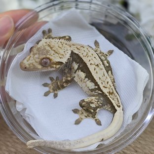 Normal Quad Full Pinstripe