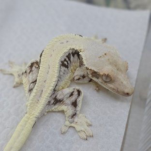 Lilly 100% Het Axanthic