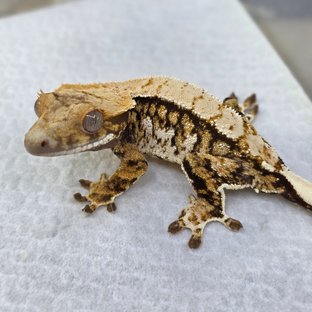 노멀 트라이 익스트림할리퀸 드리피 화이트스팟 핀스트라이프