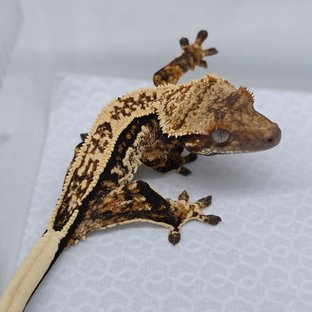 보바 핀코 베베