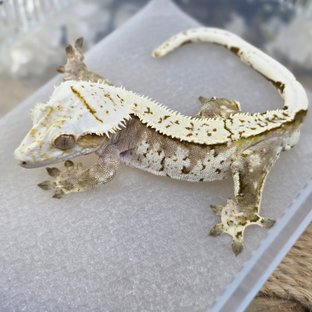 노멀 크림 크림시클 옐로우 핀스트라이프 익스트림할리퀸