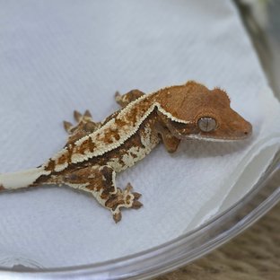 Cappuccino Tri Extreme Harlequin Pinstripe White Crown