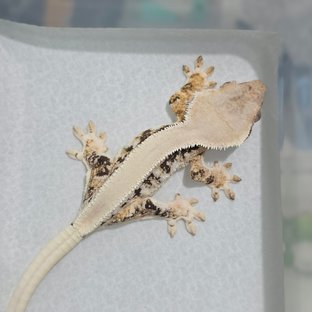 Lilly White Tri Solid Back