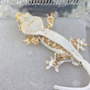 릴리화이트 크림 크림시클 옐로우