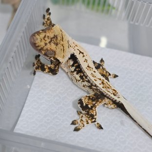 노멀 트라이 드리피 쿼드 풀핀 화이트스팟