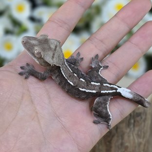 Axanthic Pinstripe