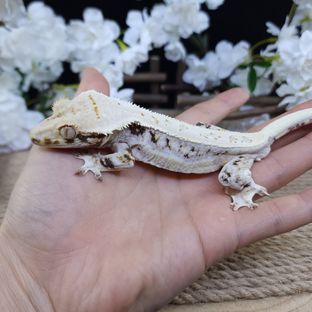릴리화이트 트라이