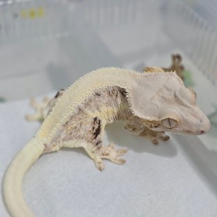 Lilly White Tri Solid Back