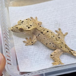 달마시안 슈퍼달마시안