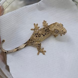 Dalmatian Super Dalmatian