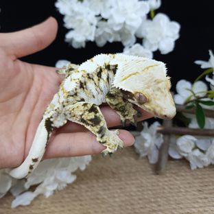 깁스x쎈